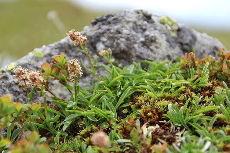 Die Speick-Pflanze wildwachsend in der freien Natur