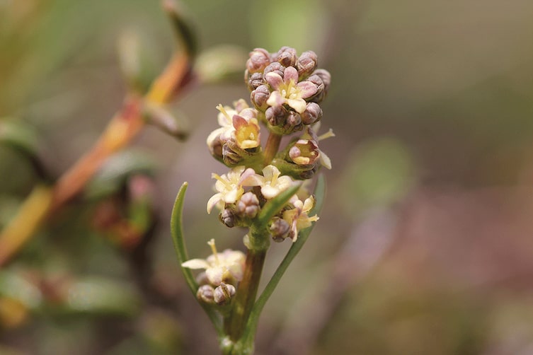 Die Speick-Pflanze in der Wildnis
