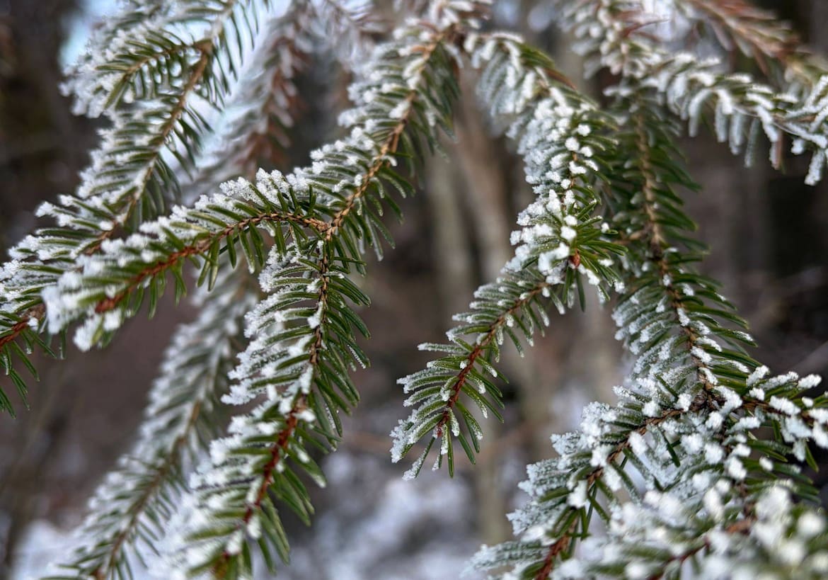 Nadelbaum, Winter, Schnee