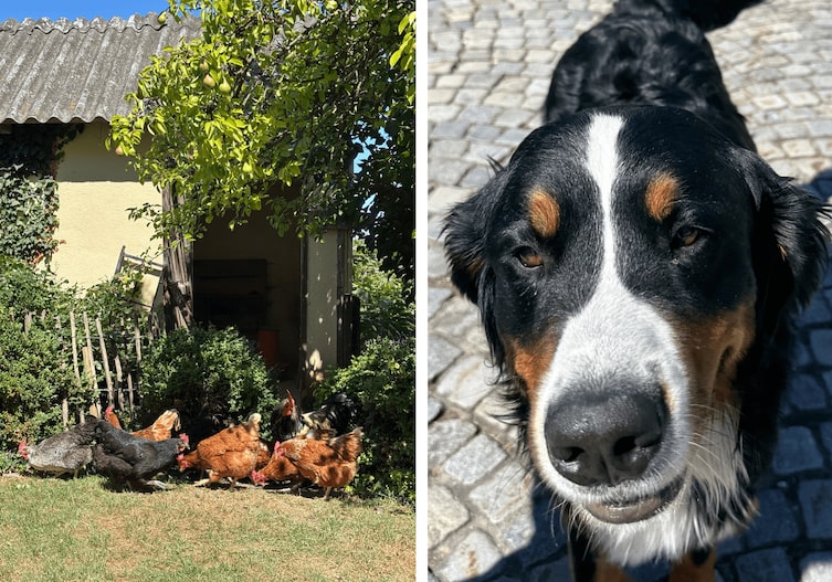 Haus- und Hofhund Bruno ist auf dem Wohlmayergut fast immer mit dabei.