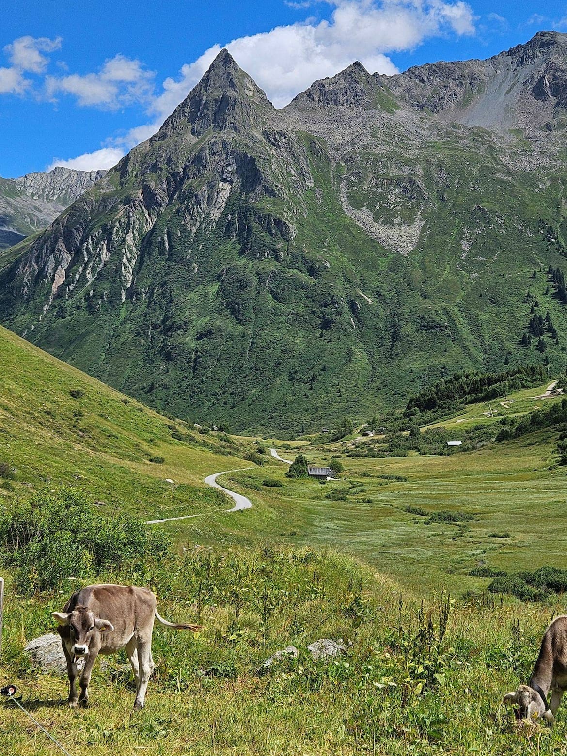 Eine Kuh auf einer Alm vor einem Bergpanorama