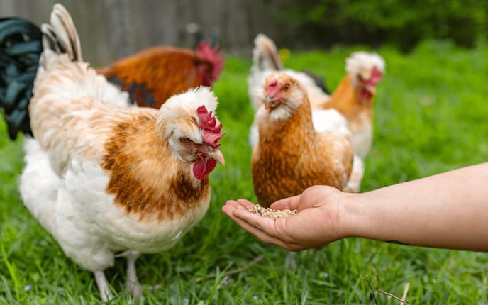 Sulmtaler- und Araucana-Hennen