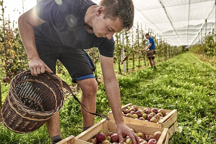 Obstbau ist oft eine sekundäre Einkunftsquelle für Bergbauern.