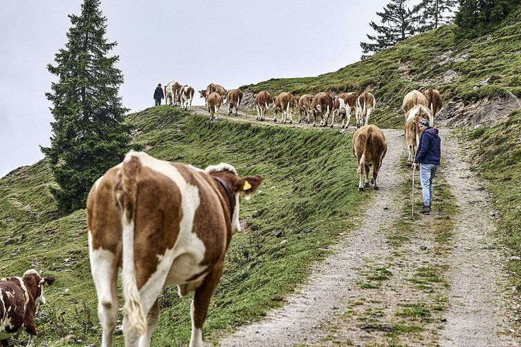 Beim Almabtrieb werden die Kühe von den Almen hinab in die winterfesten Ställe am Hof getrieben.