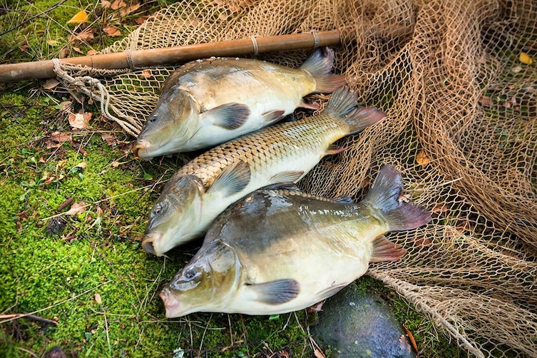 Fangfrische Karpfen aus Bayern, dem Land der tausend Teiche.