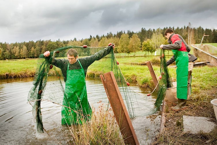 Im Spätherbst werden die Karpfenteiche abgefischt und dafür die Netze ausgeworfen.