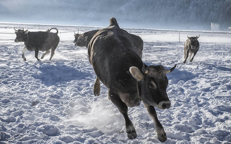Tiroler Grauvieh, Tiere, Tierwissen, Servus