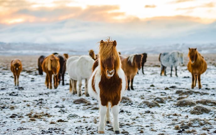 Tiere, Tierwissen, Pferd, Pony, Unterschied