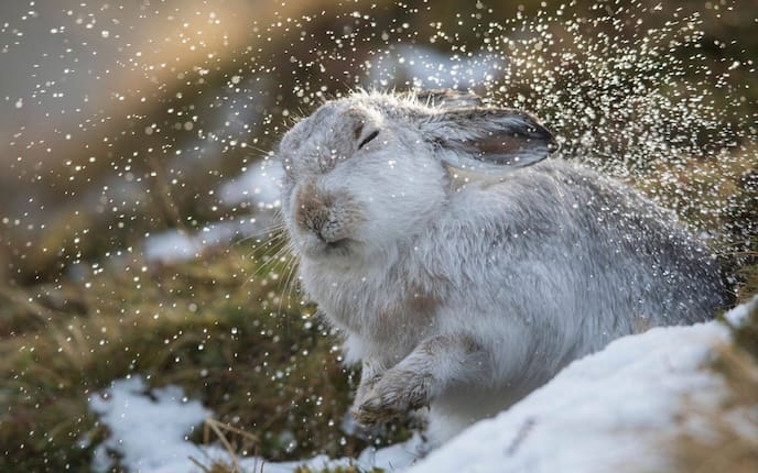 Dürfen Kaninchen im Winter raus?