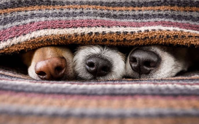 Wissenswertes rund um die Hundenase (Foto: i Stock)