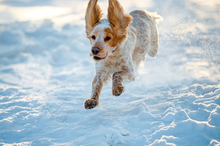 Hund, Winter, Schnee, Wintersport, Tier, Servus