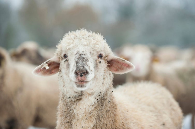 Herbstliebe. Werden die Nächte länger, steigt beim Schaf unter dem dicken Winterfell die Wollust.