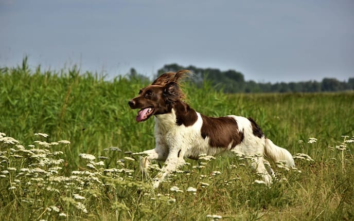 Tiere, Raseeporträt, Hund, Kleiner Münsterländer