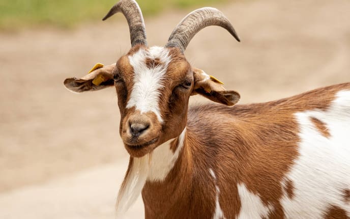 Tiere, Ziege, Ziegenbock, Paarungszeit,