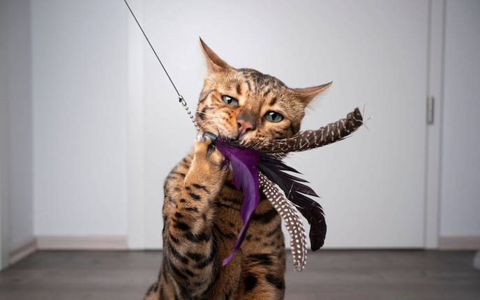Bengalkatze spielt mit einem Federbusch
