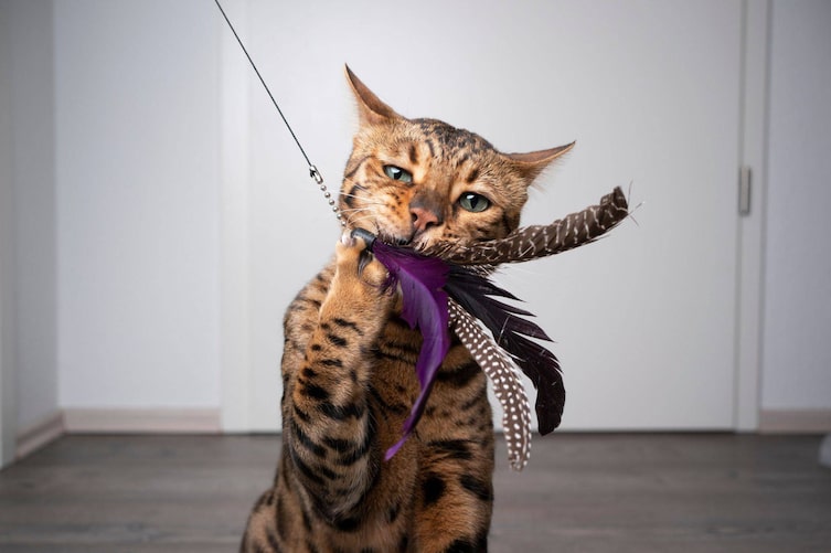 Bengalkatze spielt mit einem Federbusch