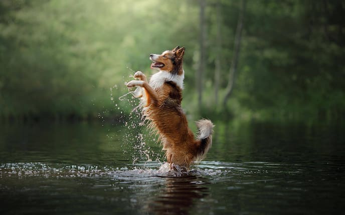 Tiere, Tierwissen, Hund, Wasser, Schwimmen, Teich, Pool, Meer, See