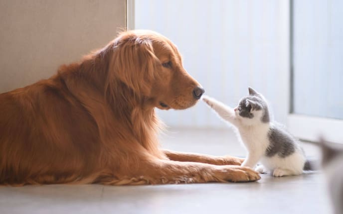 Tiere, Tierwissen, Katzen, Hunde, Futternapf, Essen