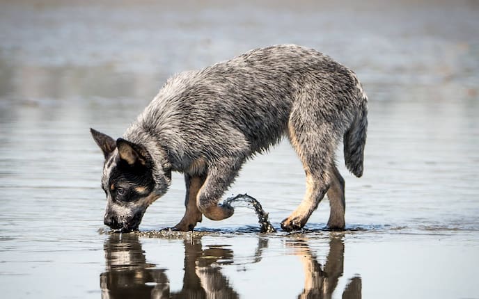 Tiere, Tierwissen, Hund, Katze, Trinken