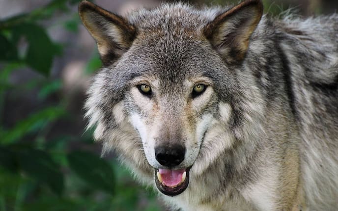 Wölfe in Österreich, Tiere, Wolf, Servus