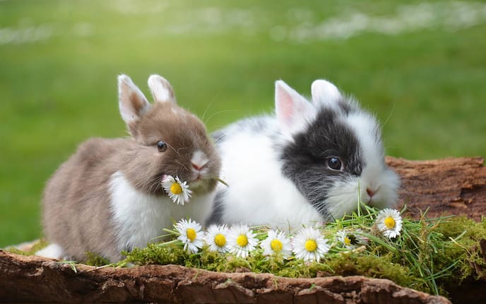 Tiere, Zahnpflege, Kaninchen, Hase