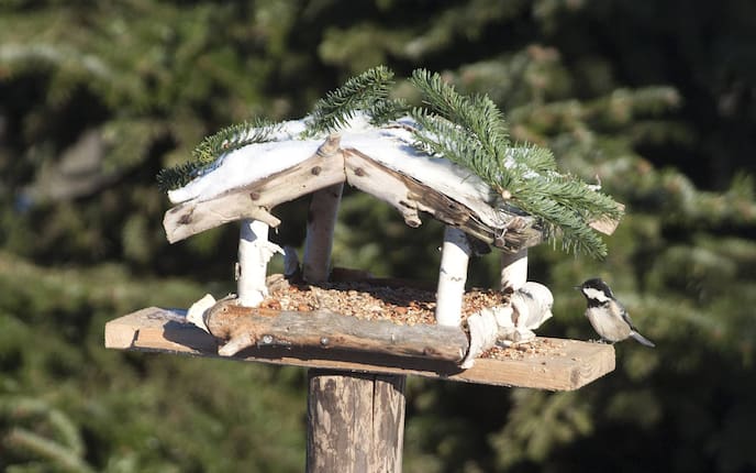 Richtig Vögel füttern: Vogelfutterhaus mit Tannenmeise, Servus