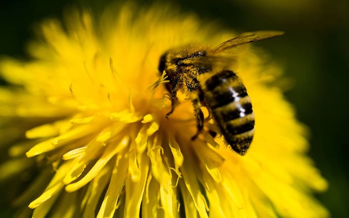Biene auf Löwenzahn (Bild: Michael Reidinger)