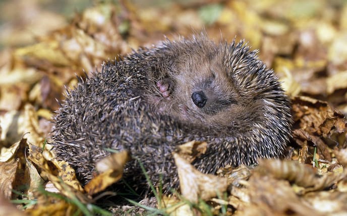 Igeln beim Überwintern helfen: eingerollter Igel, Tiere, Servus