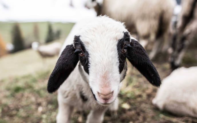 Villnösser Brillenschaft (Bild: renatewildenhaincom)