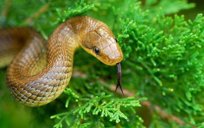 Äskulapnatter, Schlange, züngeln, Zunge