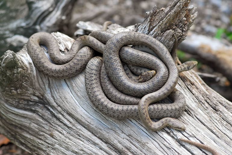 Warum werden in Österreich so viele