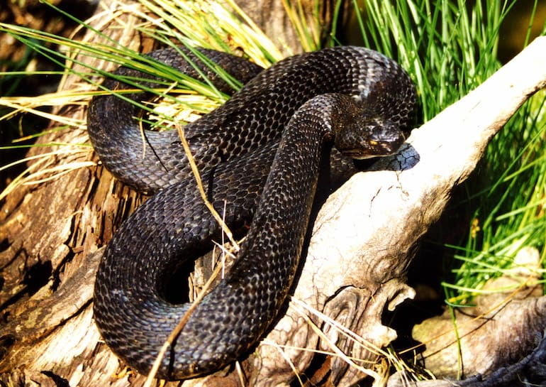 Warum werden in Österreich so viele Schlange... Servus Warum werden in Österreich so viele Schlange... Servus