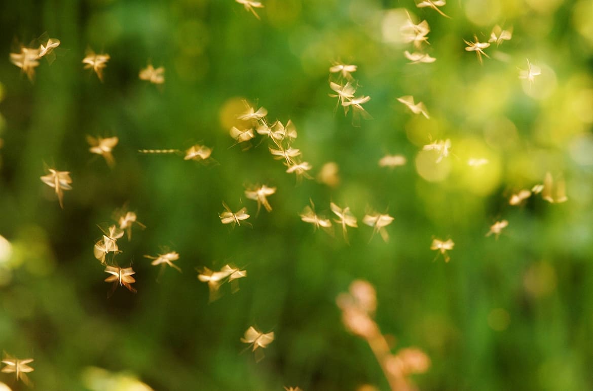 Tiere als Wetterboten: Mückenschwarm (Bild: Mauritius Images)