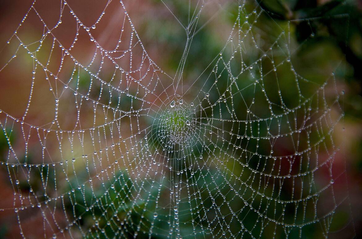 Tiere als Wetterboten: Spinnennetz (Bild: Mauritius Images)