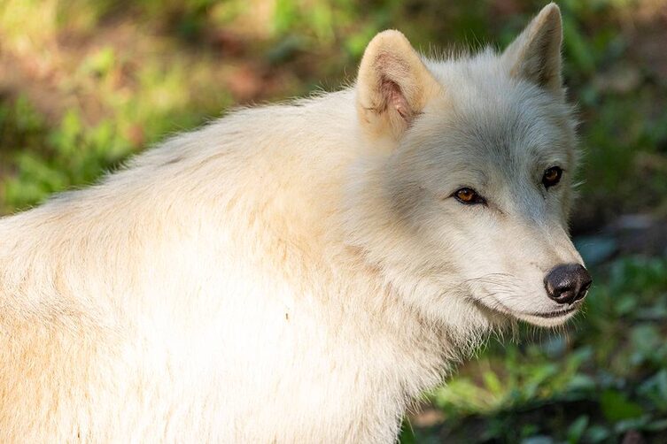 Tierwelt Herberstein Wolf