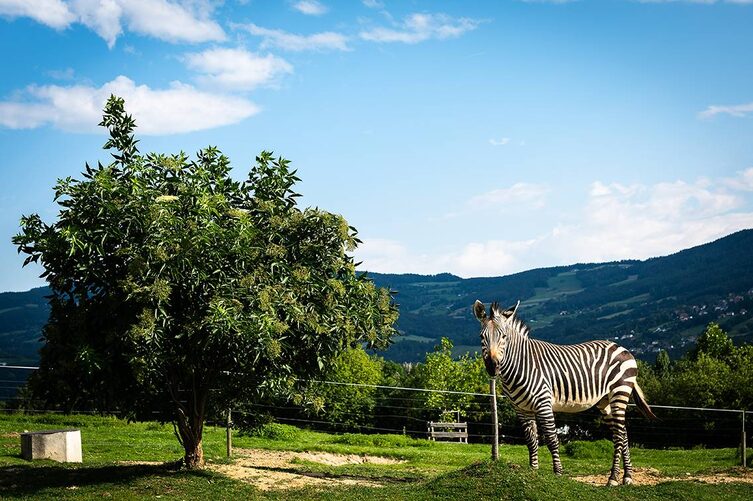 Tierwelt Herberstein Zebra