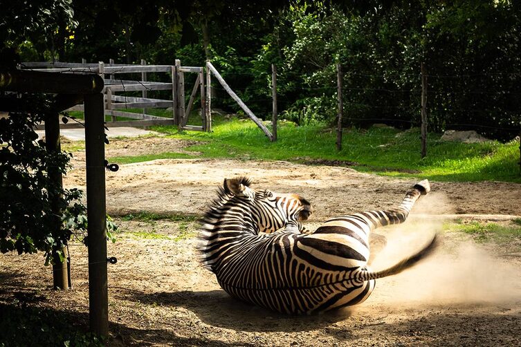 Tierwelt Herberstein Zebra wälzt sich