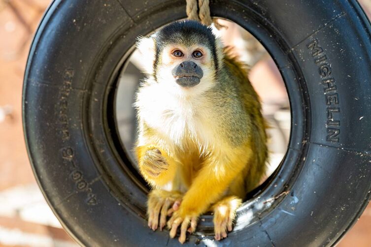 Tierwelt Herberstein Affe