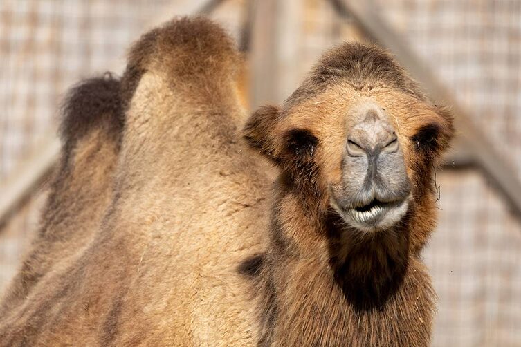 Tierwelt Herberstein Trampeltier