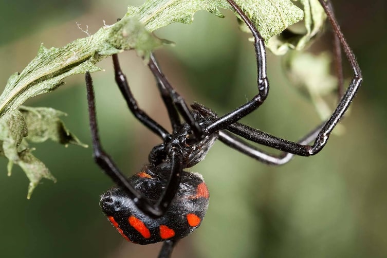 Schwarze Witwe (Bild: Mauritius Images)