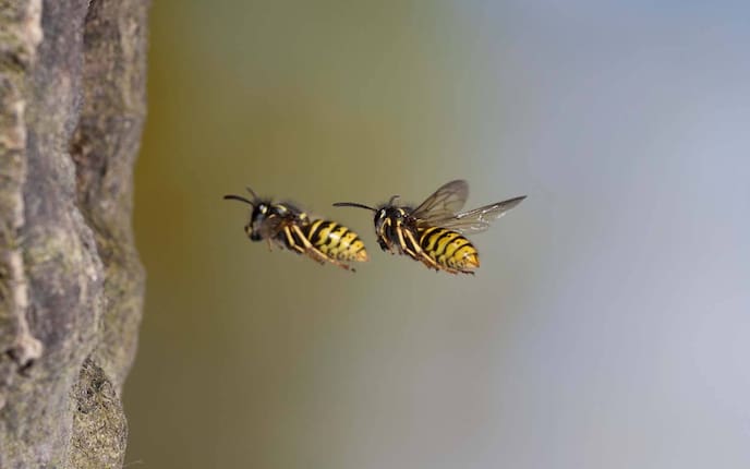 Wespe (Bild: Mauritius Images)