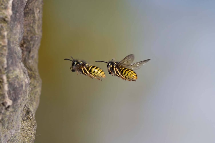 Wespe (Bild: Mauritius Images)