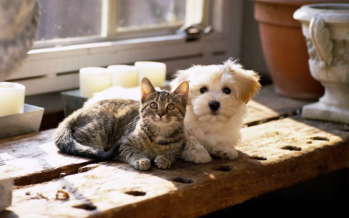 Naturapotheke für Hund & Katze, Servus