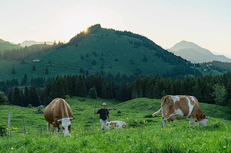 Ein Kuhbauer steht auf der Bergwiese und betreut seine Milchkühe in der untergehenden Sonne.