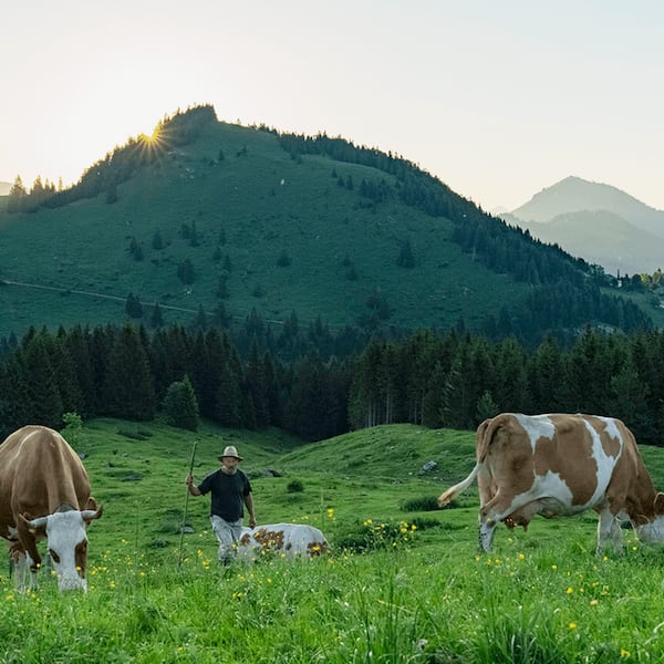 Ein Kuhbauer steht auf der Bergwiese und betreut seine Milchkühe in der untergehenden Sonne.