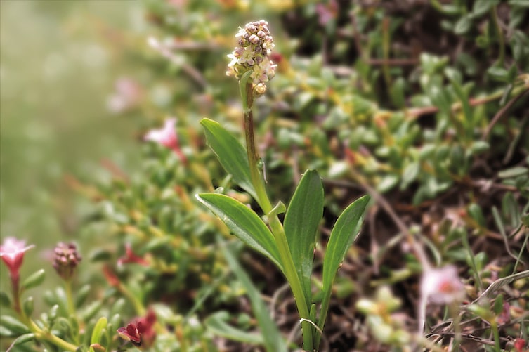 Die Speick-Pflanze in der freien Natur