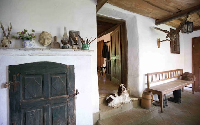 Wohnen, Hausbesuch, Jennersdorf, Hunde, Springer