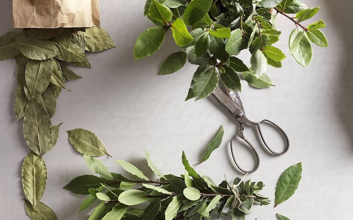 Lorbeerblätter, Lorbeeröl, Hausmittel, Fliegen