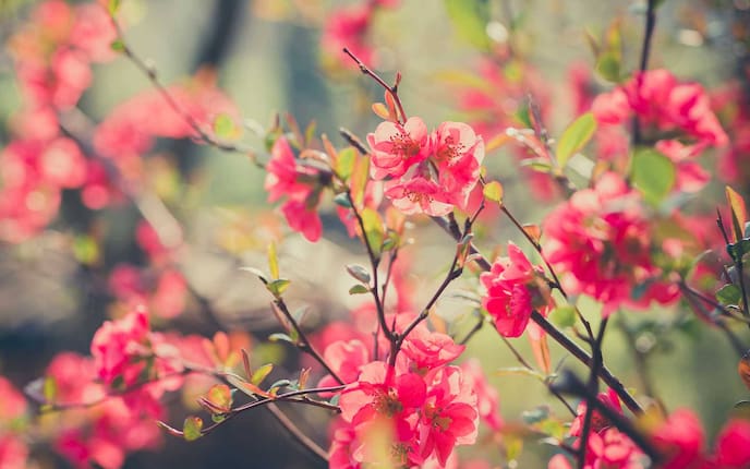 Sträucher für den Garten - Zierquitte (Bild: Mauritius Images)