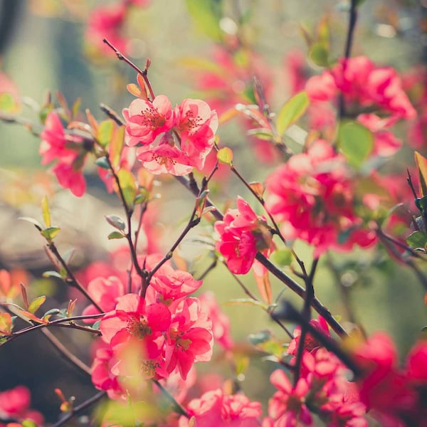 Sträucher für den Garten - Zierquitte (Bild: Mauritius Images)